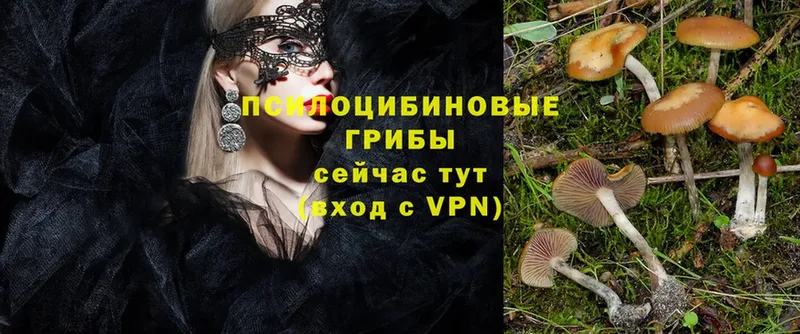 Галлюциногенные грибы Psilocybe  MEGA tor  Алдан 